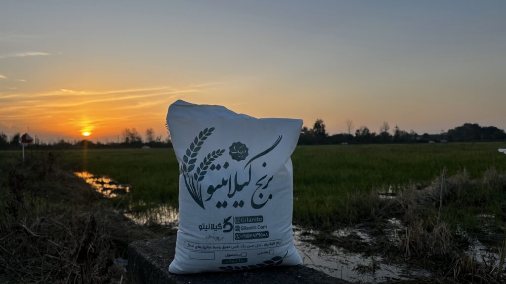 برنج ایرانی گیلانیتو در غروب آفتاب گیلان